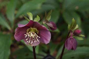 Helleborus purpurascens bestellen